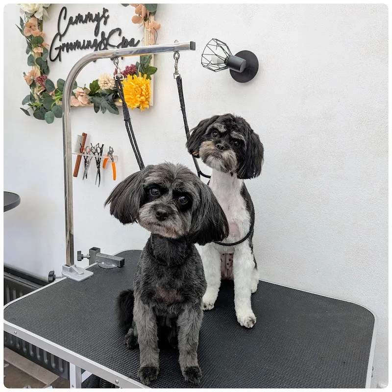 Cammy's Grooming & Spa - Coiffure Belfast - Photo de couverture - OneBooking