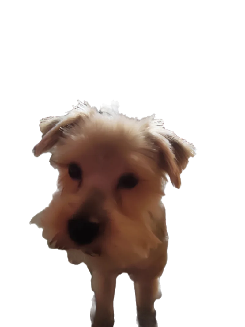 Coiffure Jojo
