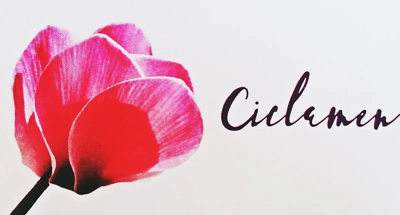 Centro de Estética Ciclamen | Salud, belleza y bienestar - Institut de beauté Vitoria-Gasteiz - Photo de couverture - OneBooking