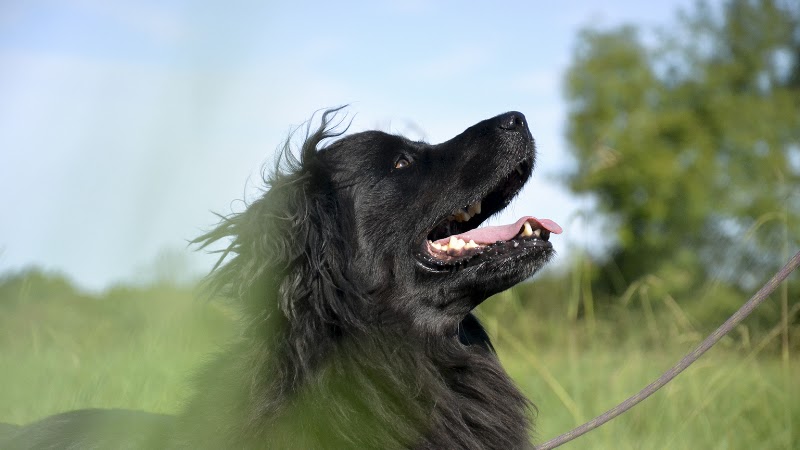 Animaux Assistance Europe (SPA de Bayonne)