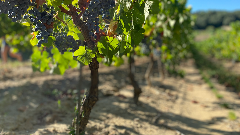 Domaine de Lascamp