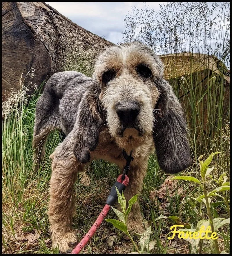 SPA du Cantal le 15 - Refuge pour animaux